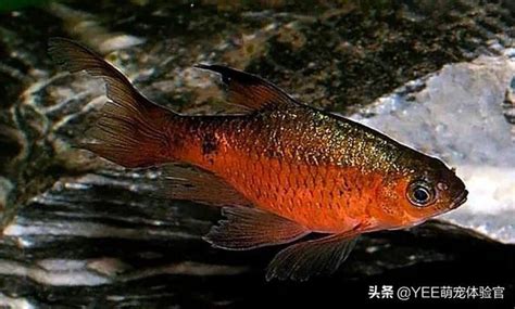 玫瑰鯽混養|【火玫瑰魚】外型與顏色 飼養方式介紹